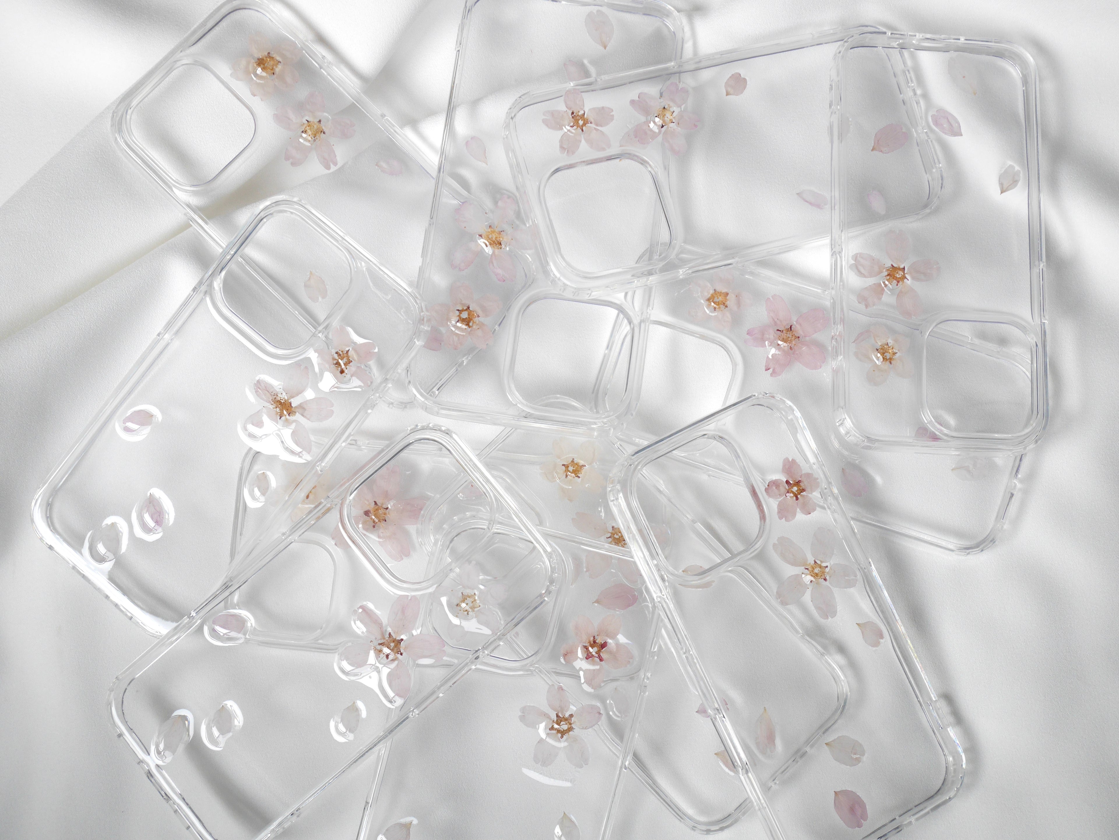 桜　Cherry blossom